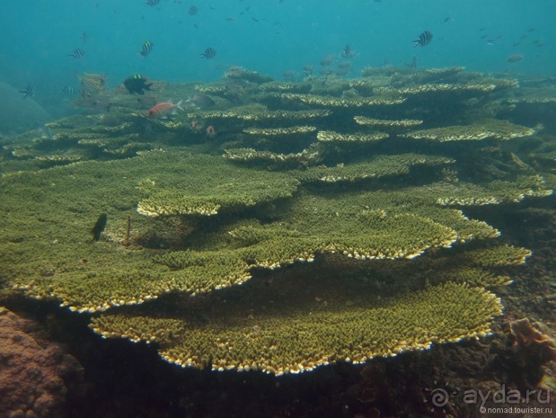 Альбом отзыва "Подводный мир Ко Тао"