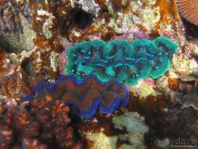 Альбом отзыва "Подводный мир Ко Тао"