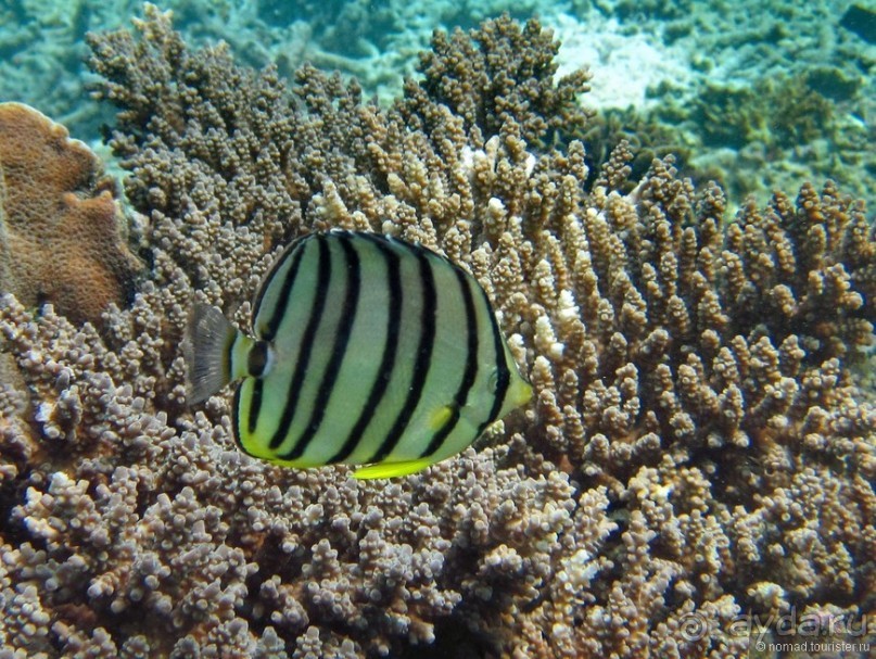 Альбом отзыва "Подводный мир Ко Тао"