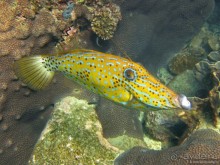 Альбом отзыва "Подводный мир Ко Тао"