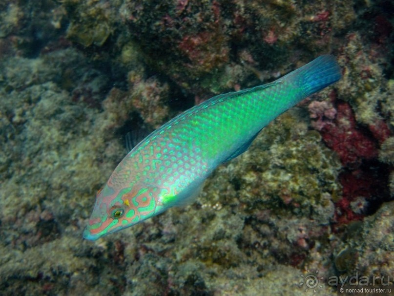 Подводный мир Ко Тао