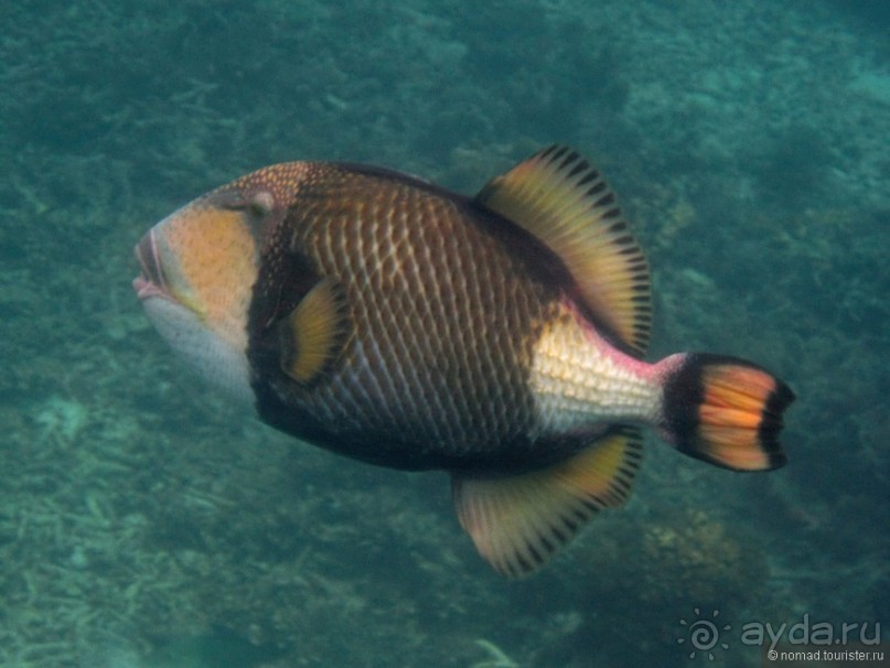 Подводный мир Ко Тао