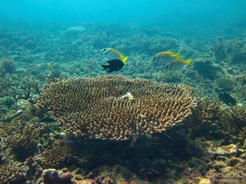 Подводный мир Ко Тао