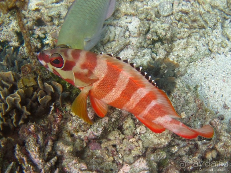 Подводный мир Ко Тао