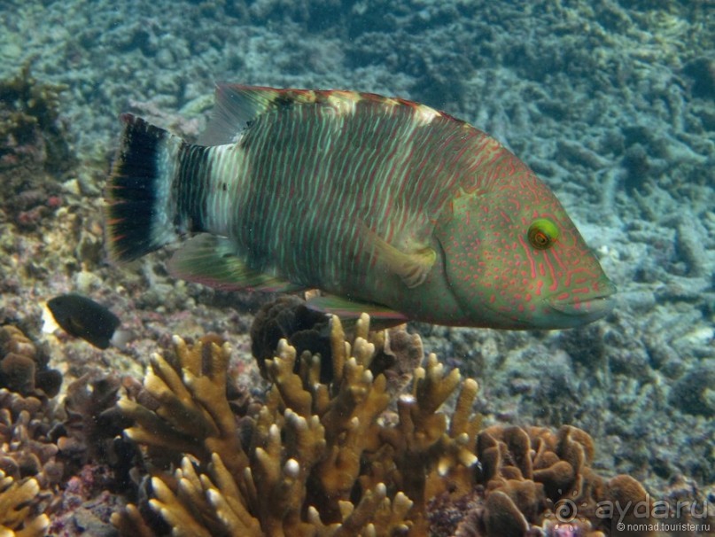 Подводный мир Ко Тао