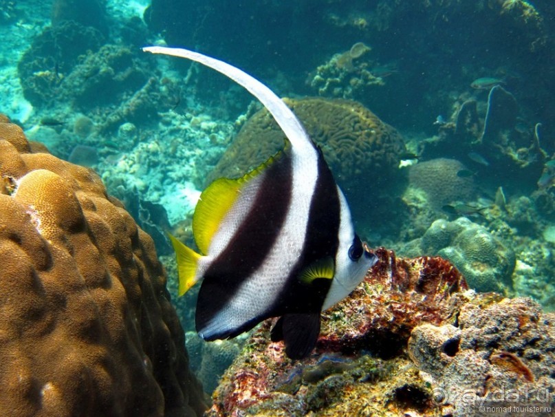 Подводный мир Ко Тао