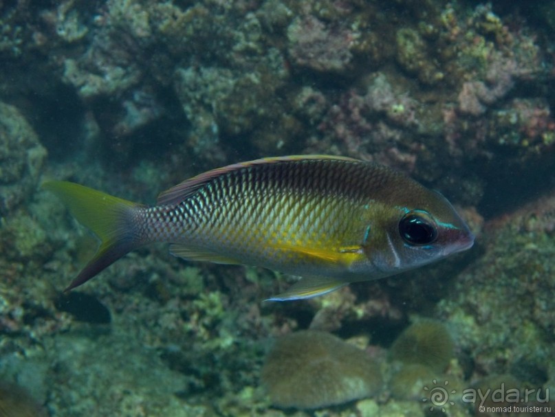 Подводный мир Ко Тао