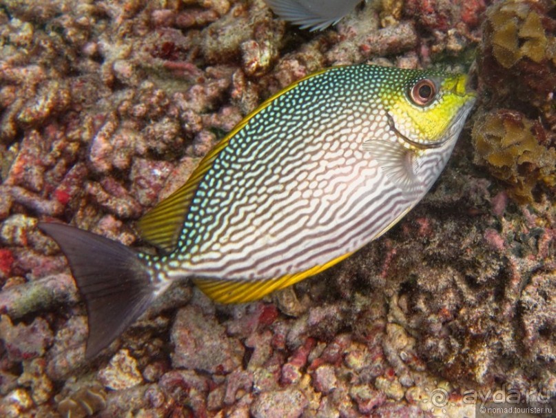 Подводный мир Ко Тао