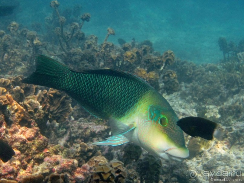 Подводный мир Ко Тао