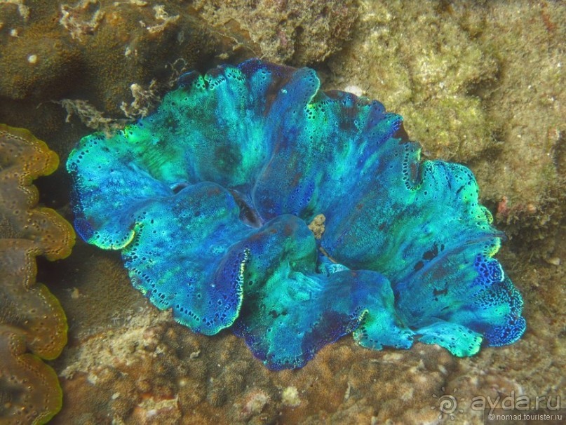 Подводный мир Ко Тао