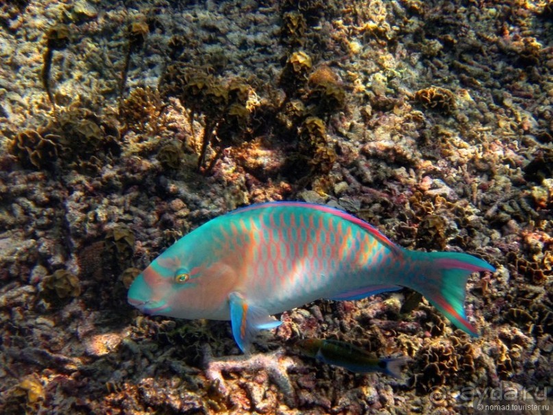 Подводный мир Ко Тао