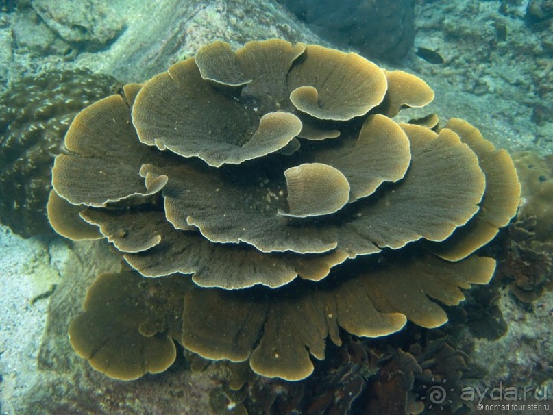 Подводный мир Ко Тао