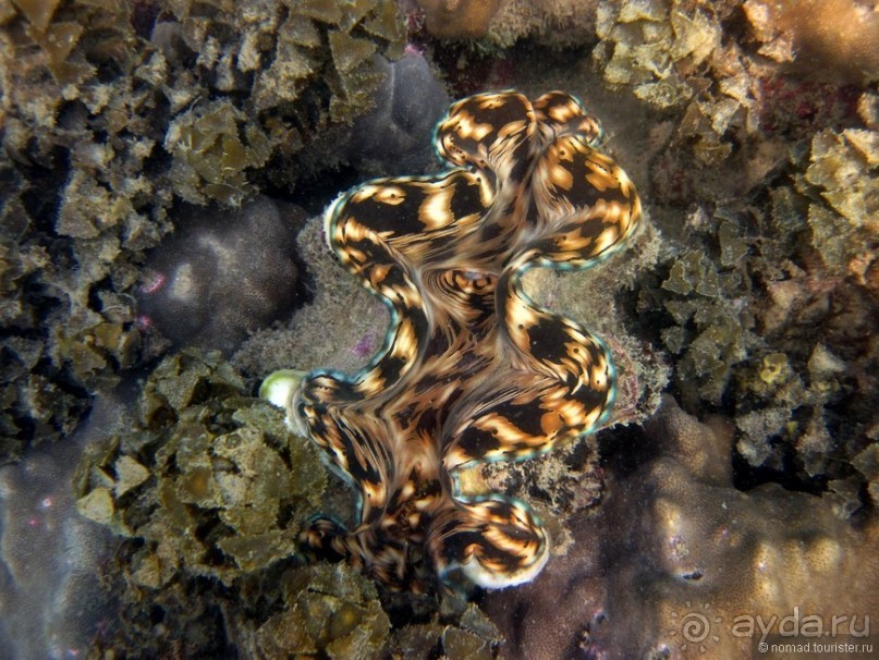 Подводный мир Ко Тао