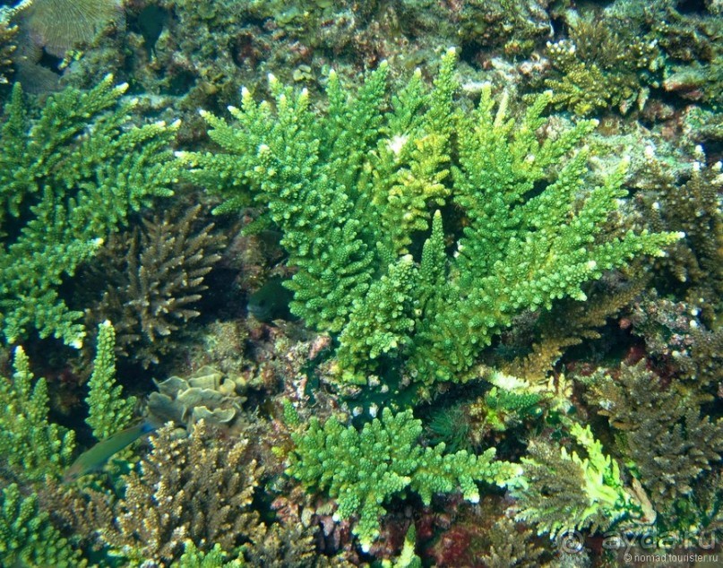 Подводный мир Ко Тао