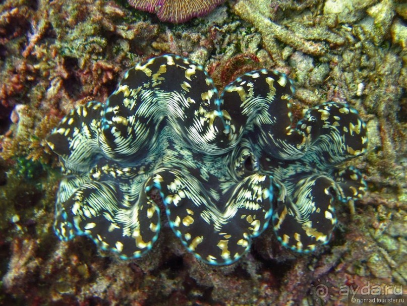 Подводный мир Ко Тао