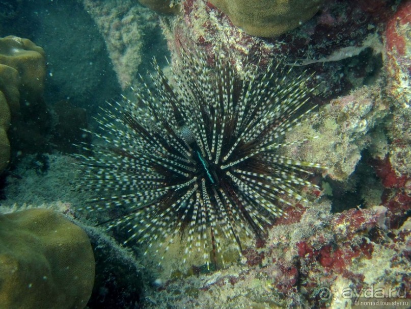 Подводный мир Ко Тао