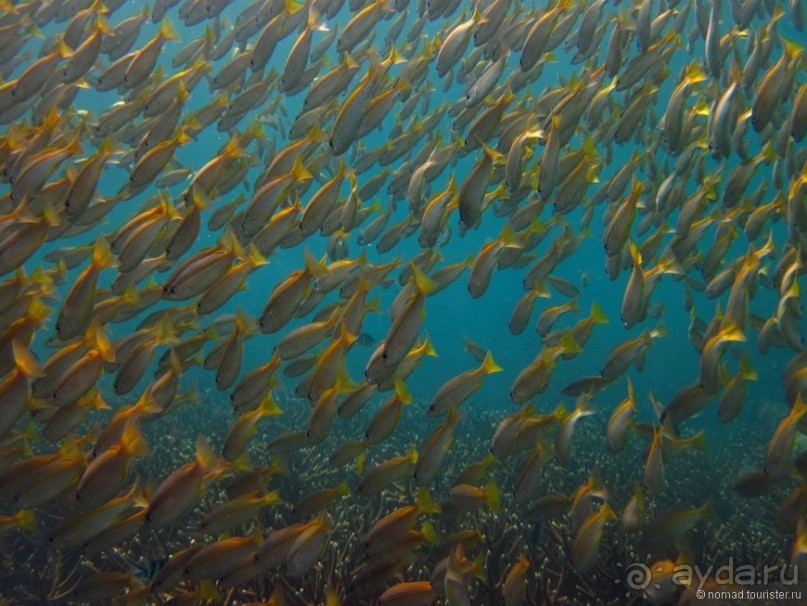 Подводный мир Ко Тао