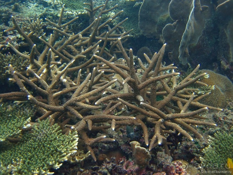 Подводный мир Ко Тао