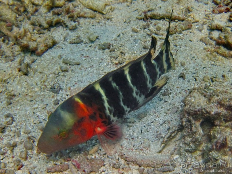 Подводный мир Ко Тао