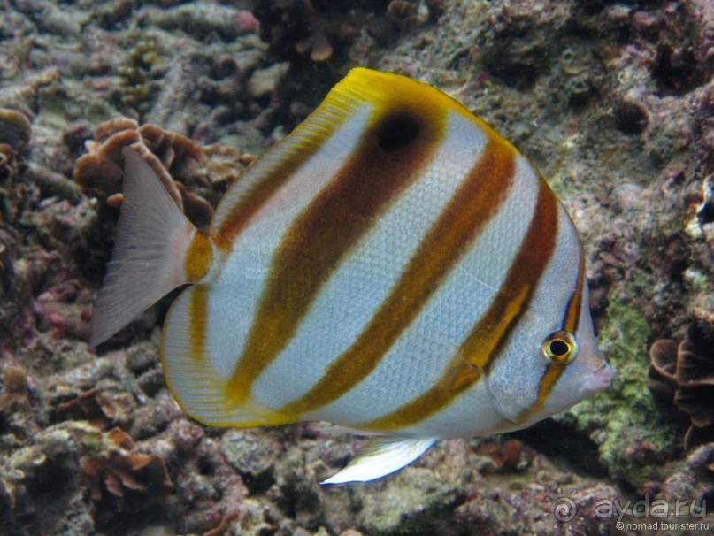 Подводный мир Ко Тао