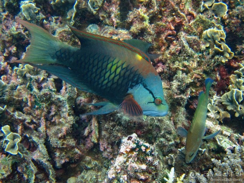 Подводный мир Ко Тао