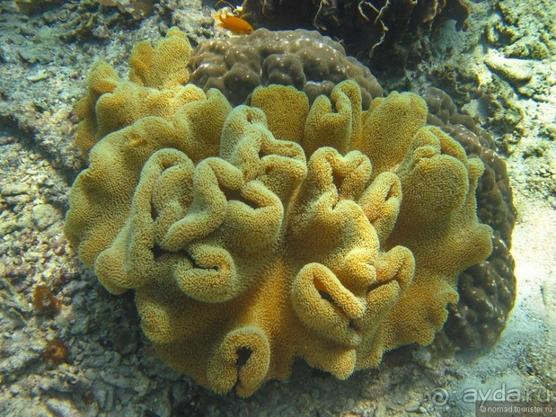 Подводный мир Ко Тао