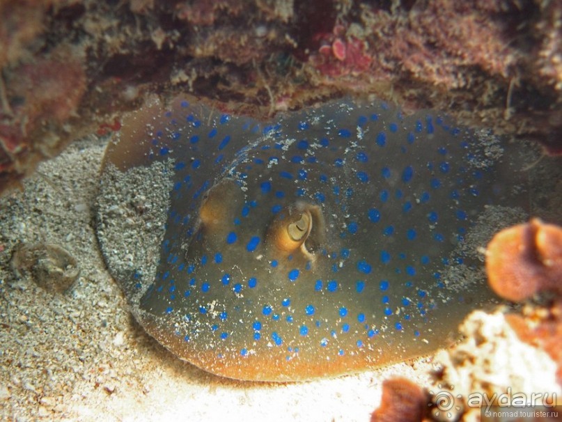 Подводный мир Ко Тао