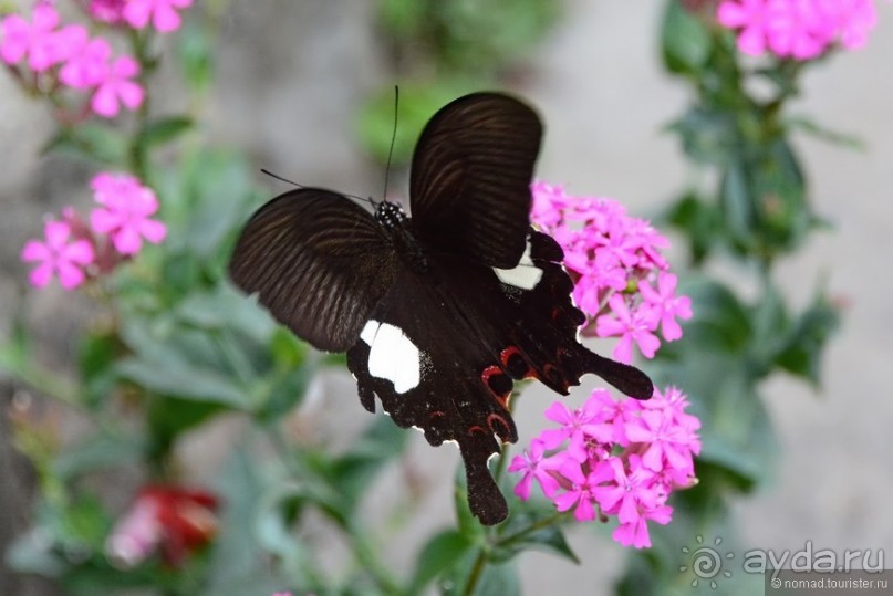 Затерянные Гималаи, Непал-Бутан. Часть 5