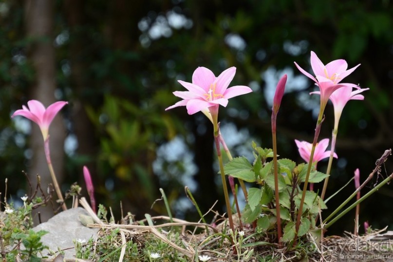 Затерянные Гималаи, Непал-Бутан. Часть 5