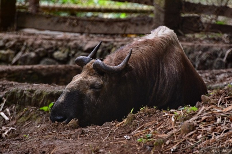 Из Мьянмы с любовью... Часть 7