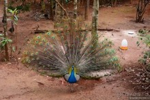 Из Мьянмы с любовью... Часть 7