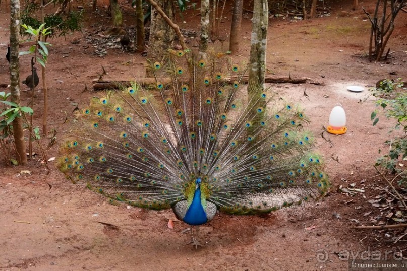 Из Мьянмы с любовью... Часть 7