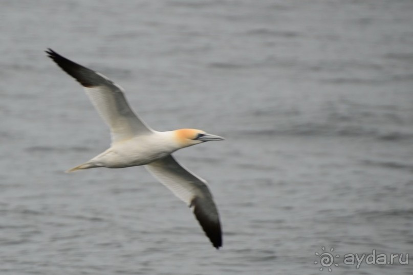 Птицы Исландии и Финляндии