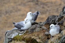 Птицы Исландии и Финляндии