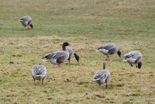 Птицы Исландии и Финляндии