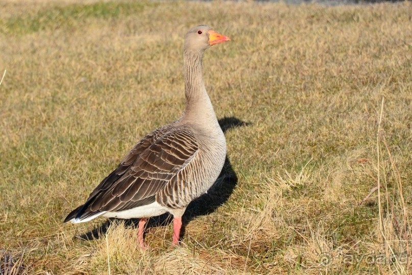 Птицы Исландии и Финляндии