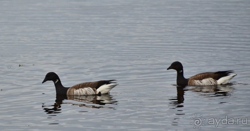 Птицы Исландии и Финляндии