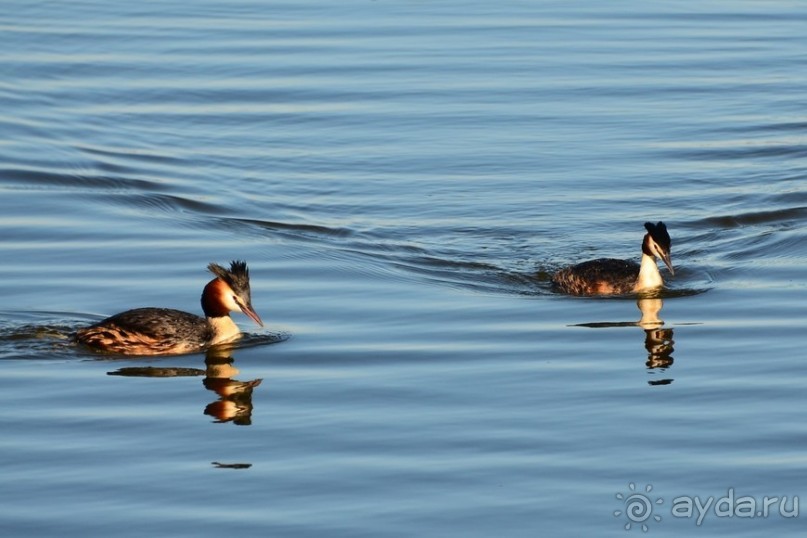 Птицы Исландии и Финляндии