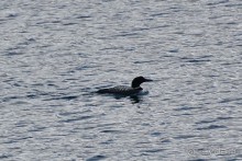 Птицы Исландии и Финляндии