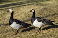 Птицы Исландии и Финляндии