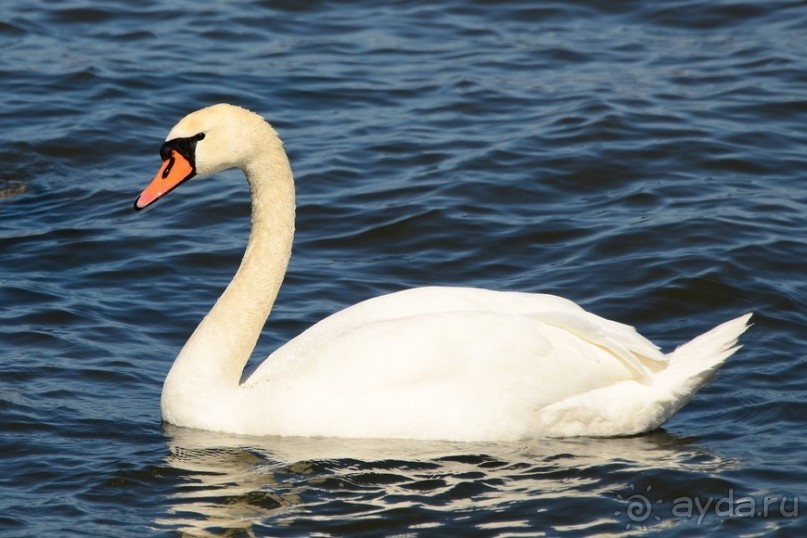 Птицы Исландии и Финляндии