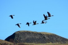 Птицы Исландии и Финляндии