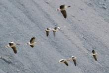 Птицы Исландии и Финляндии