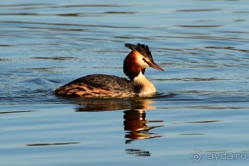 Птицы Исландии и Финляндии