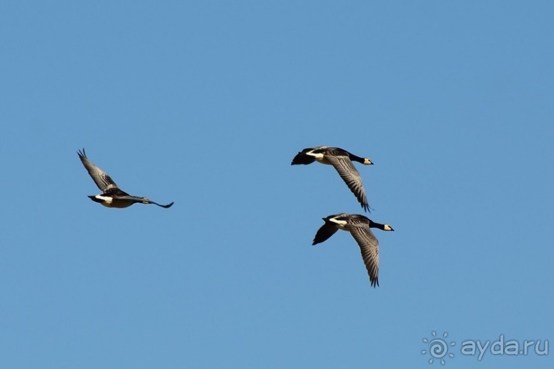 Птицы Исландии и Финляндии