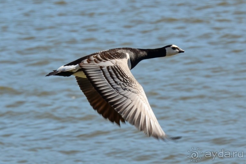 Птицы Исландии и Финляндии
