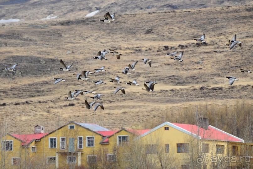 Птицы Исландии и Финляндии