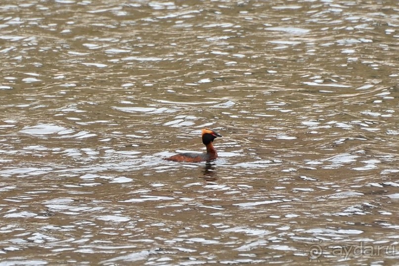 Птицы Исландии и Финляндии