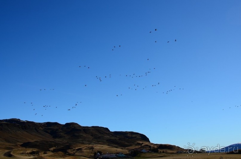 Птицы Исландии и Финляндии