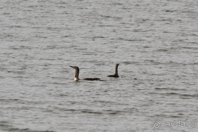 Птицы Исландии и Финляндии